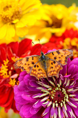 Butterfly on flower closeup
