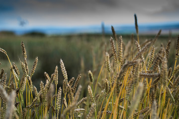Weizen Feld