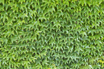 Wall of green leafs