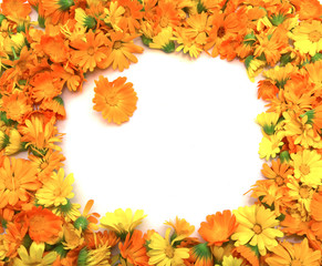 Naklejka na ściany i meble marigold flowers