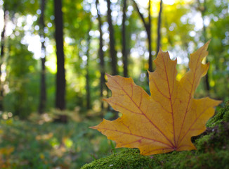 Yellow leaf on a background autumn forest