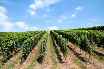 Fototapeta na wymiar German vineyard