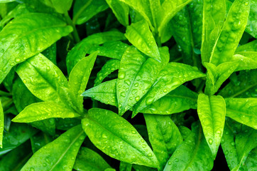 sheet dew green