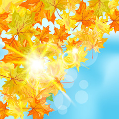 Autumn maple background