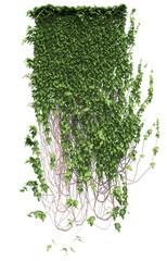 Growing ivy leaves isolated on a white background