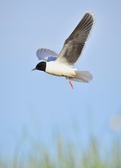 The black-headed gull (Chroicocephalus ridibundus)