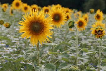 sunflowers in the field "Helianthus annuus"