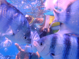 kissing fishy