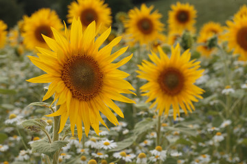 Naklejka premium sunflowers in the field 