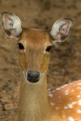 deer