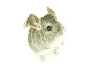 chinchilla