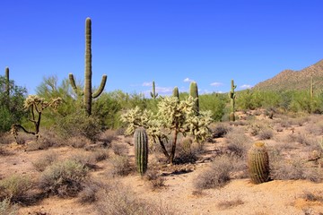 Saguaro cacti in the Arizona desert near Phoenix, USA