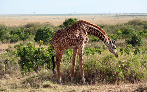 Girafe Masaï qui broute