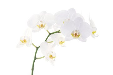 Fototapeta na wymiar orchids