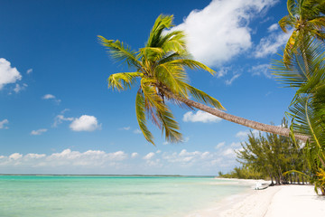 tropical beach with palm trees