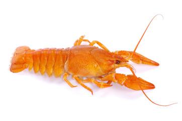 crayfish