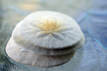 Sand Dollar.