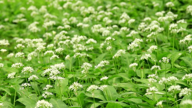 White flowers of Allium ursinum or wild garlic or Ramson