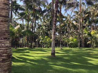 Palmenhain