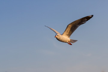 Seagull