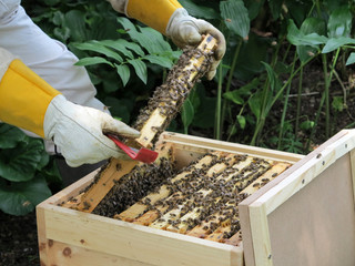 Imkerin in Schutzkleidung bei der Arbeit