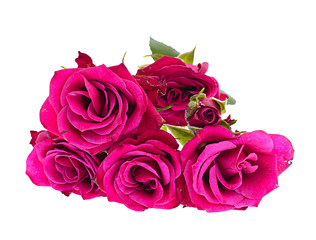 Roses Isolated on White Background