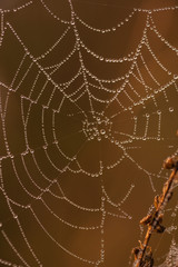Spider web on a meadow at sunrise.