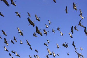 Flock of demoiselle crains flying in blue sky, Khichan village,