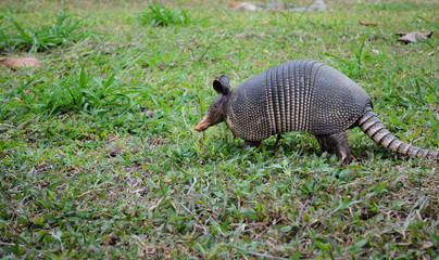 Nine-Banded Armadillo (Dasypus Novemcinctus) Costa Rica