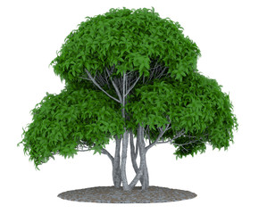 Fototapeta premium Tree isolated on white background