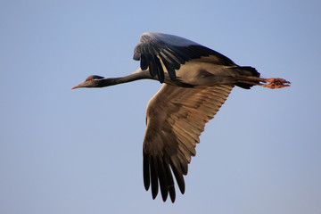 Demoiselle crain (Anthropoides virgo) flying in blue sky, Khicha