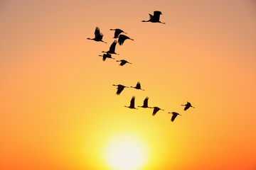 Silhouetted flock of demoiselle crains at sunset, Khichan villag