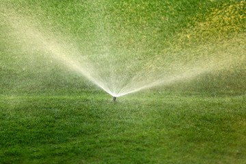 Automatic sprinklers watering grass - obrazy, fototapety, plakaty