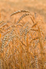 Close up of a wheat field