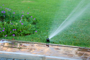 Automatic sprinklers watering grass - obrazy, fototapety, plakaty