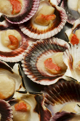 Pecten jacobaeus Jakobsmantel Mittelmeer-Pilgermuschel Capesante