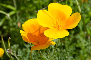 Obraz premium Эшшольция