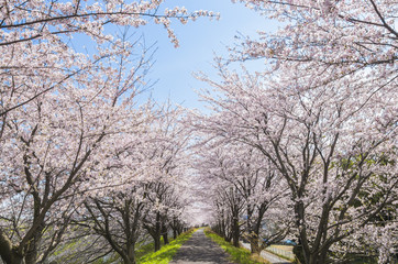 桜並木