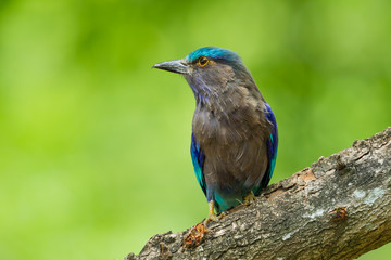 Indian roller(Coracias benghalensis) with green background