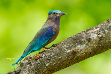 Obraz premium Side view of Indian roller looking at us