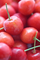 close - up sweet red cherry fruit