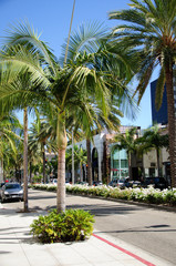 Fototapeta premium palm tree