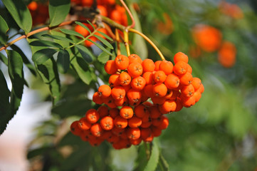 Rowan berries, Mountain ash (Sorbus) tree with ripe berry