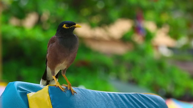 Common Myna