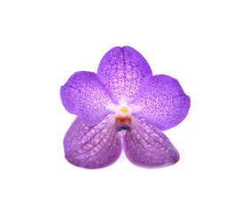 Naklejka na ściany i meble beautiful blooming orchid isolated