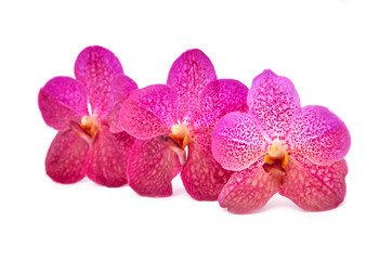 Fototapeta na wymiar beautiful blooming orchid