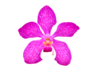 beautiful blooming orchid