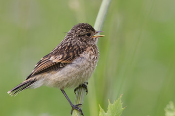 Fledgling stonechat