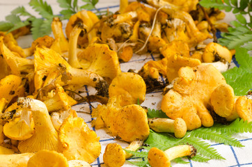 chanterelle, girolle, edible mushroom