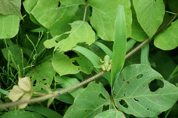 草むらのアマガエル